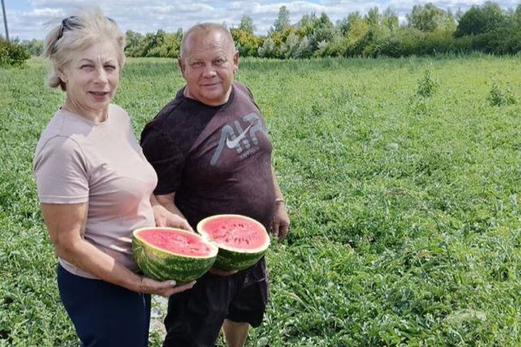 Переселенець із Херсонщини виростив перші кавуни на заході України