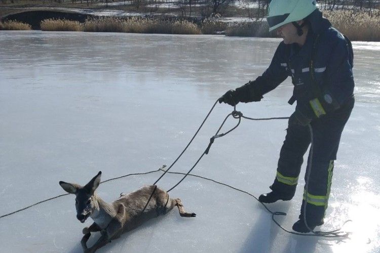 Бійцям ДСНС довелося рятувати косулю, яка опинилася посеред замерзлого водосховища (фото)