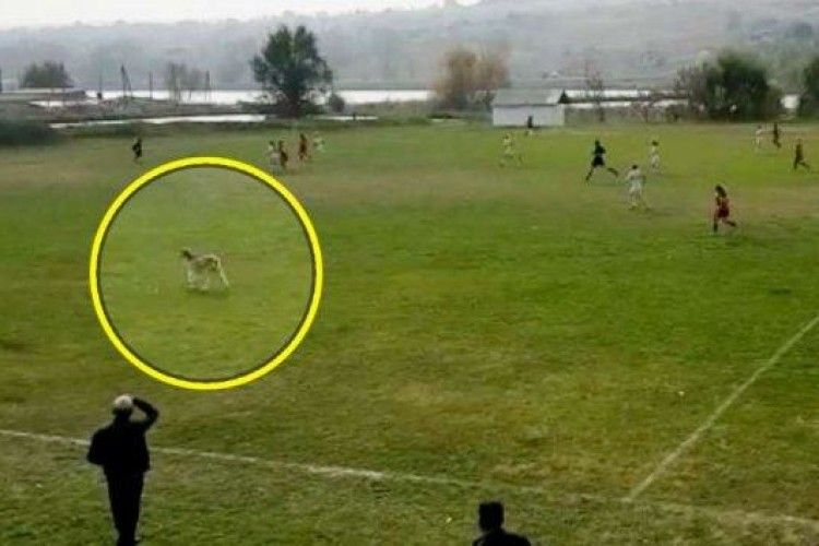 У чемпіонаті Молдови з футболу забити гол допомогла коза, яка вискочила на поле (відео)