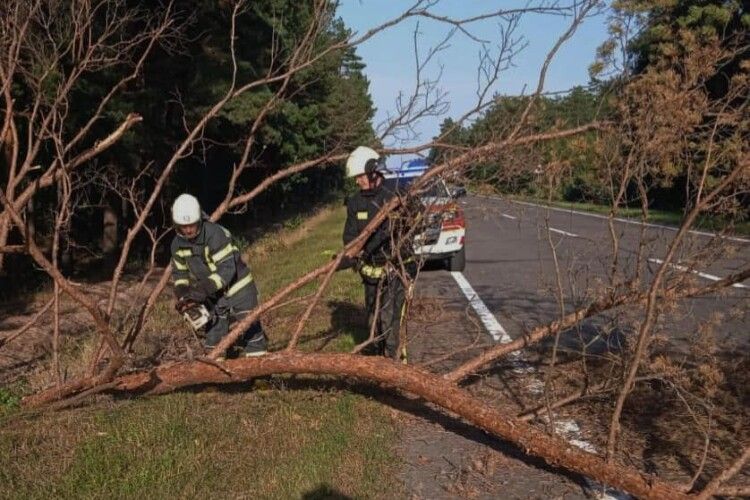 Біля Маневич дерево, що впало, перекрило дорогу