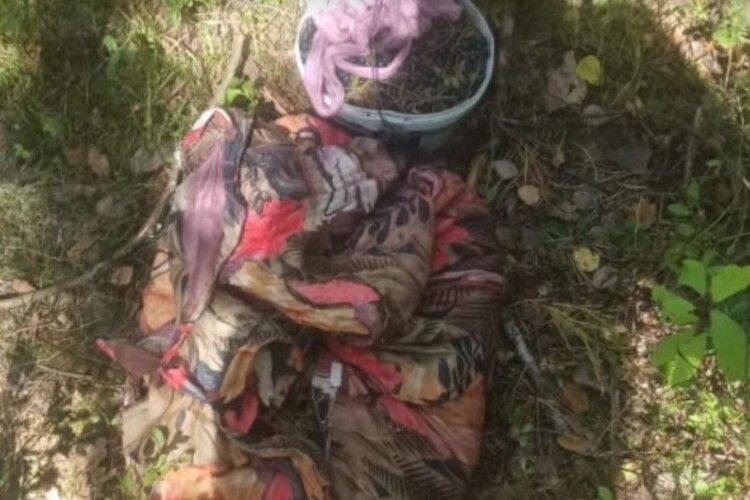Житель Рівненщини у Чорнобильській зоні назбирав 8 кілограмів чорниць