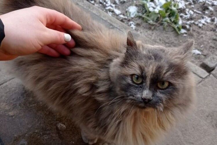У Любешеві щедрувальники «вкрали» кішку Пишку (Фото)