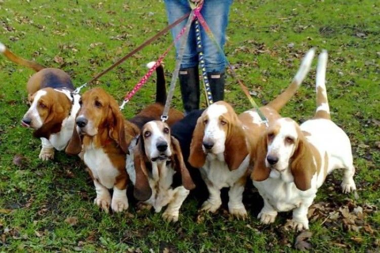 Волинянин підзаробляє вигулом псів – за годину просить 50 гривень