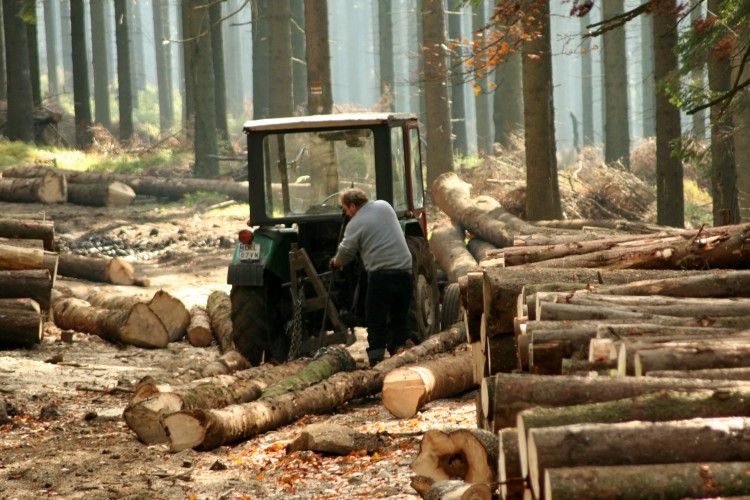 Україна — лідер незаконного постачання деревини до Європи