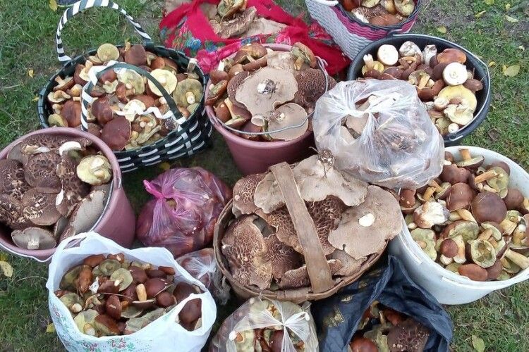 Волинянка назбирала три кошики, чотири відра та шість пакетів грибів – ще й у хустку набрала