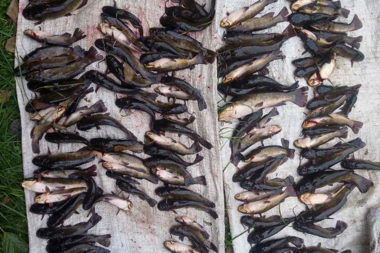 Волинянин незаконно продавав рибу на трасі Луцьк – Львів: на нього склали протокол (Фото)