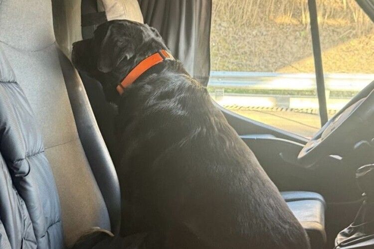 На Волинській митниці собака винюхав канабіс у портативній газовій плиті (Фото)