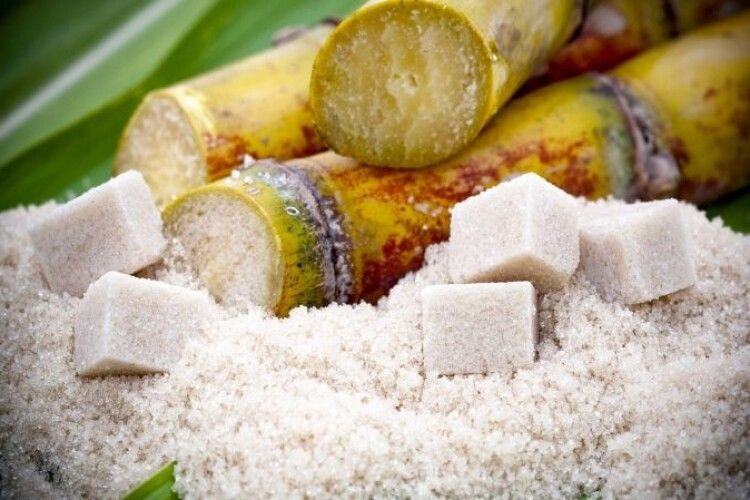 На Гнідавському цукровому заводі починають виробляти цукор із тростини