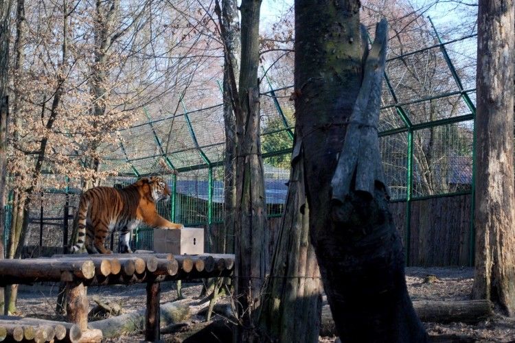 Рівненські тигри і компанія чманіли від гілочок ялини та ганяли за мильними бульбашками (фото)