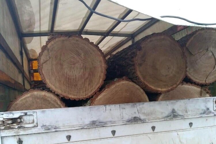 Житель Рівненщини перевозив деревину без документів