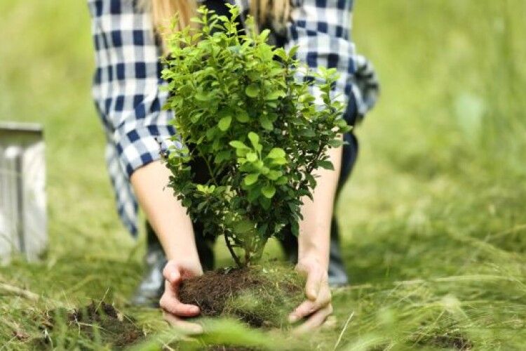 Реконструкція дендропарку у Шацьку: ви теж можете посадити дерево