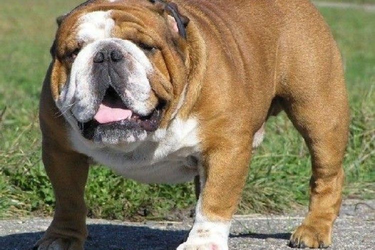 У Нововолинську пес відкусив жінці палець