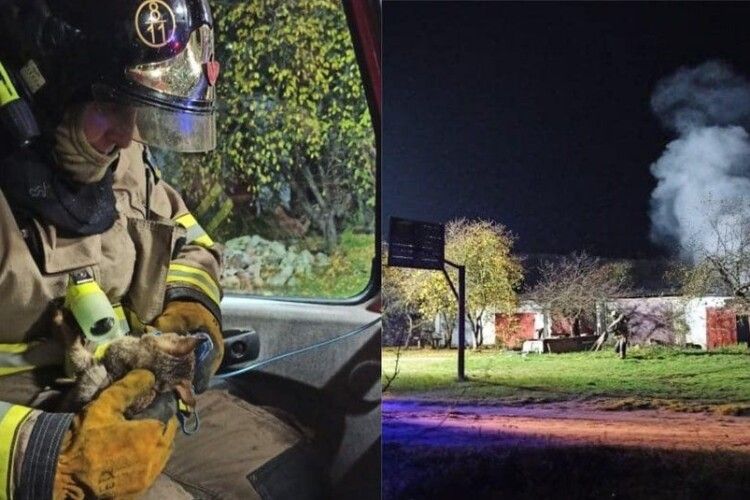 Знайшли на пожежі: на Рівненщині рятувальники реанімували кошеня