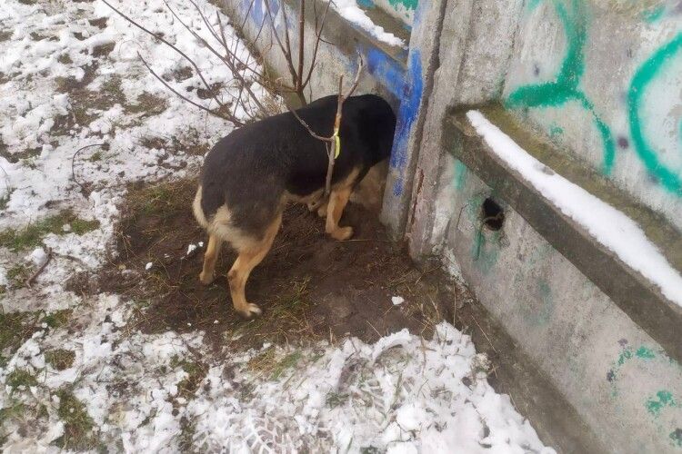 На Рівненщині із залізобетонного паркана рятували пса (Фото)