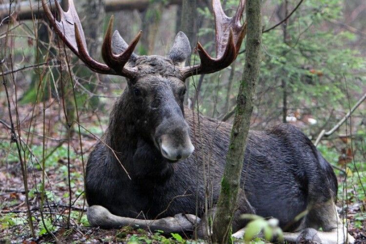 На Любешівщині за місяць браконьєри застрелили трьох лосів 