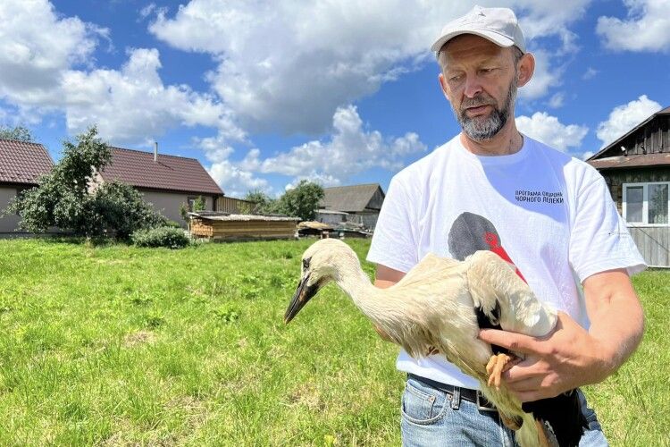 Мандри волинських лелек: орнітологи прослідкували, куди полетіли зимувати окільцьовані птахи