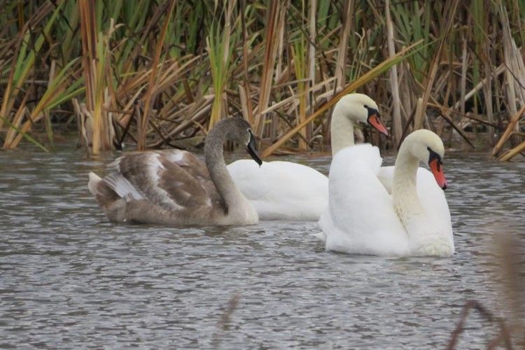 Нацпарк «Цуманська пуща» просить «годувальників» не набридати ківерцівським лебедям з Молодіжного 