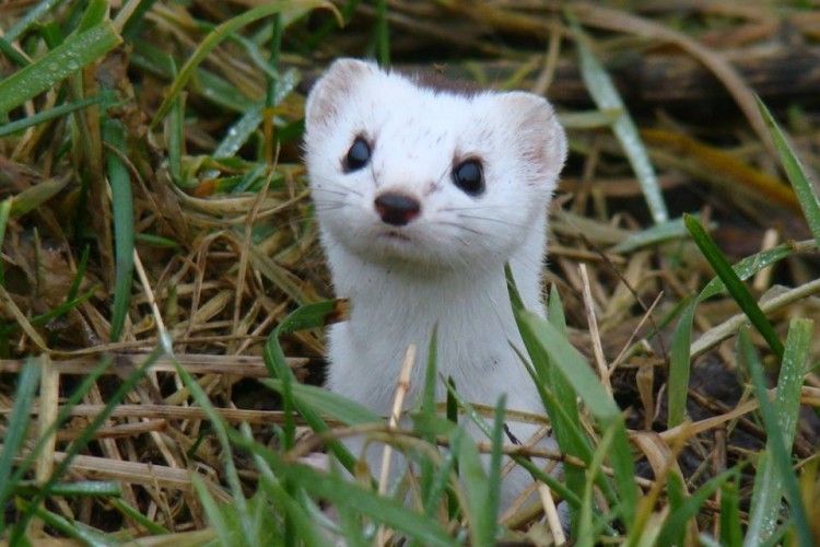 Тихо будь – не заважай диким звірам кохатися!