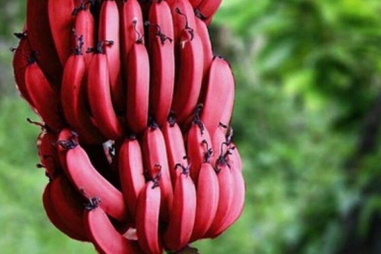 Червоні банани вже наступають на Україну