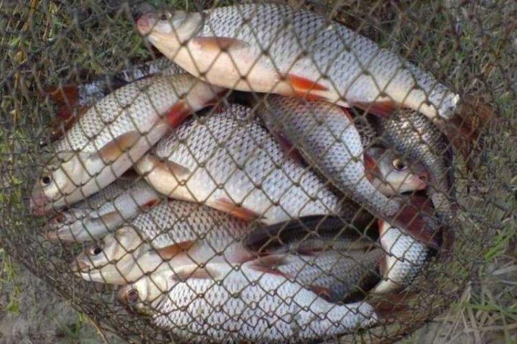 Волиняни «наловили» на кримінальну справу