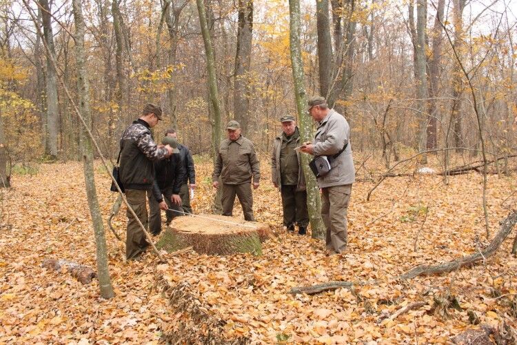 У Цуманській пущі виміряли діаметр найбільшого пенька (Фото)