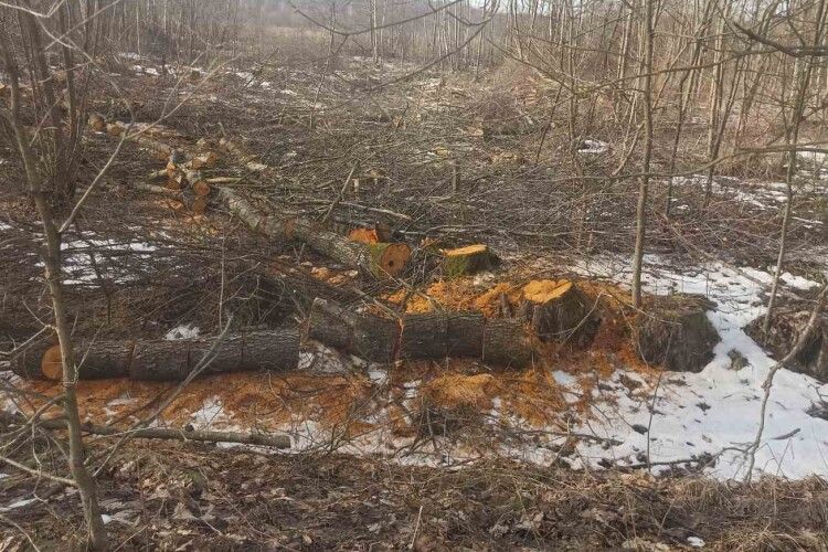 У громаді на Волині виявили факти самовільного зрізання дерев