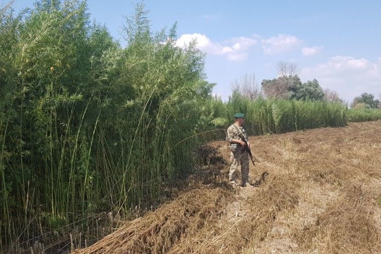 Прикордонники виявили плантацію конопель з охоронцями
