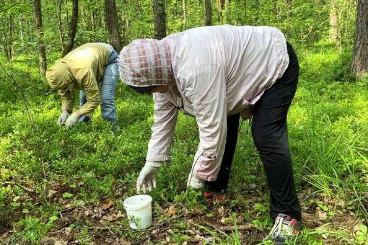 Куди волинянам не можна йти по гриби та ягоди