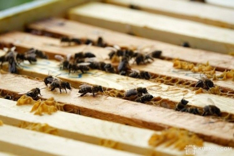 Пасічники попереджають: ціни на цьогорічний мед кусатимуться