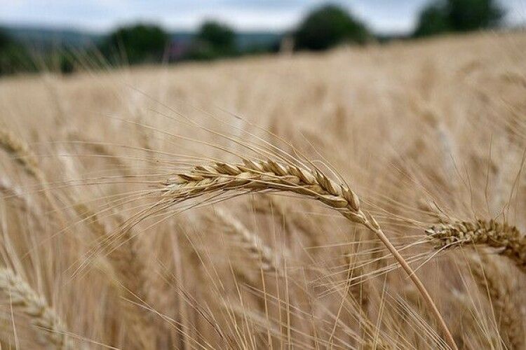Україна розробила два маршрути для експорту зерна