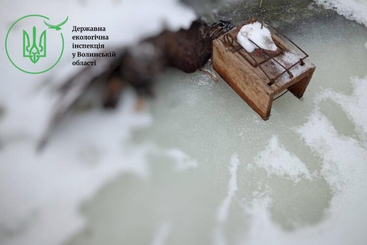 На Волині біля Стоходу виявили загиблого птаха в браконьєрській пастці