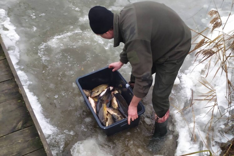 До Кричевичівського водосховища вселили понад 2 тонни цінних видів риб (Фото)