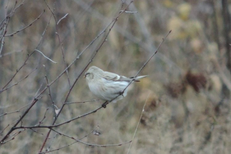 На Рівненщині «засікли» вкрай рідкісного для наших країв птаха – чечітку білу