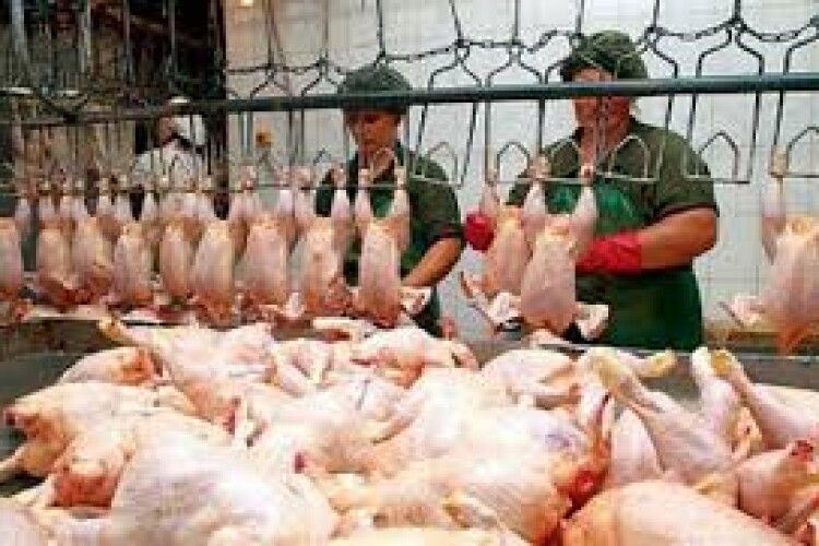 У Польщі занепокоєні, що нові норми в Україні знизять прибутки їх експортерів м'яса птиці