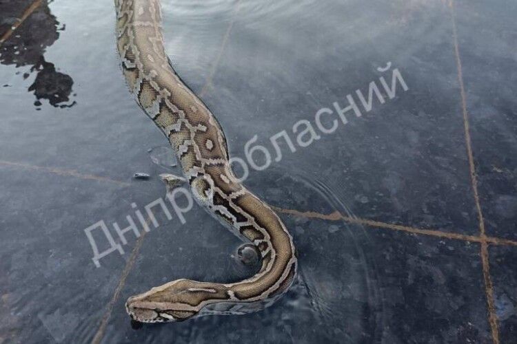 У Дніпрі в фонтані плавав величезний пітон