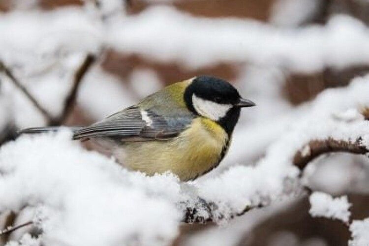 Засніжило: у яких регіонах України сьогодні випав сніг