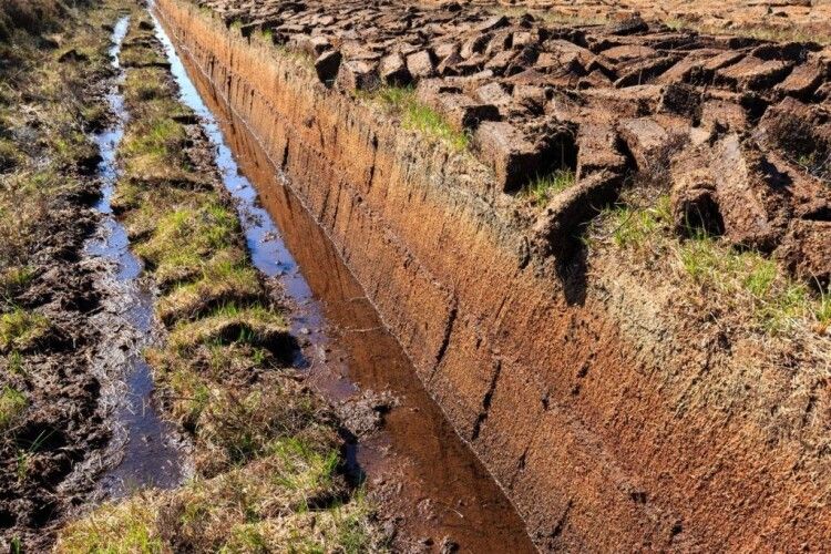 Голові Волинської ОДА не дозволили вивести з лісового фонду 40 гектарів торфовищ