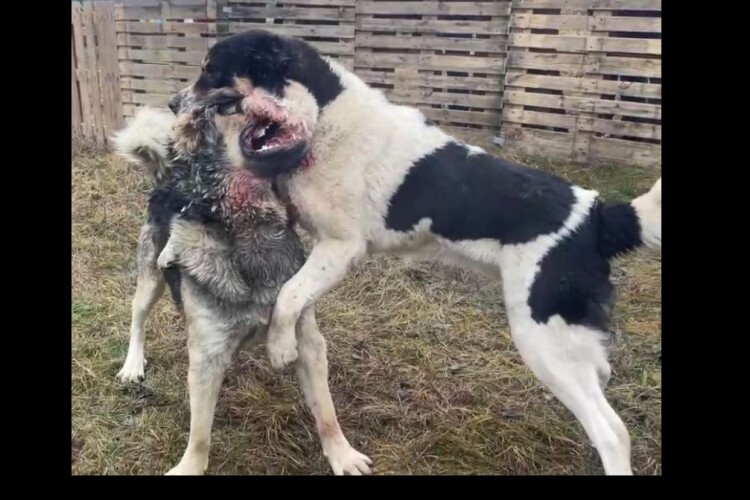 В Україні кому війна, а кому – собачі бої