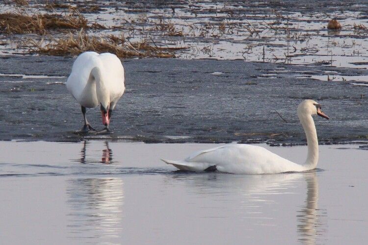 Як зимується лебедям на волинському озері Люб'язь (Фото)