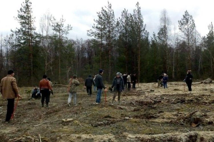 Мешканці Сереховичівської громади висаджували ліс
