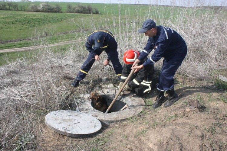Нелюди зачинили пса в каналізаційному колекторі (фото)
