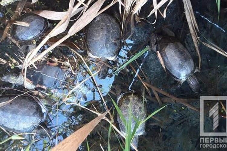 У Кривому Розі біля пологового будинку у водоймі масово гинуть черепахи