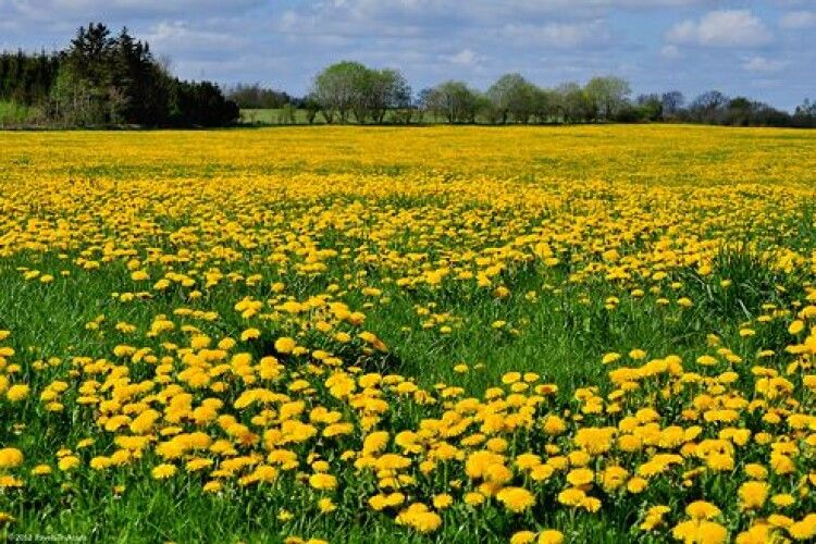 Погода на п'ятницю, 1 травня: весна манитиме на природу – але треба всидіти вдома!