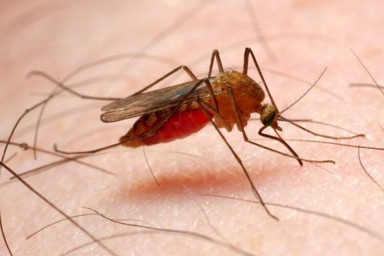Обережно: на Поліссі прокинулися малярійні комарі  