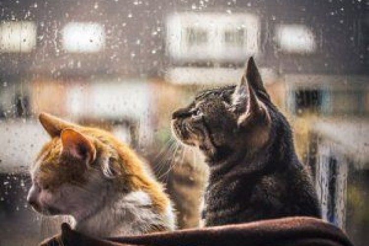 Синоптики попереджають: будуть і вітри, і дощі