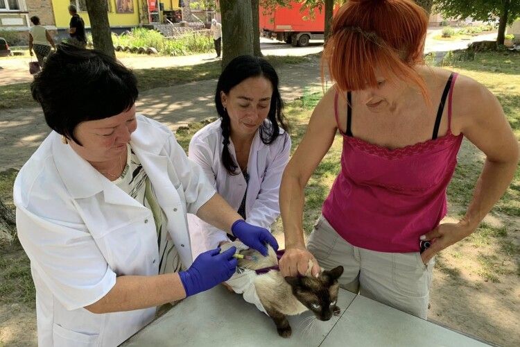 У громаді на Волині після виявлення сказу власники активно вакцинують тварин