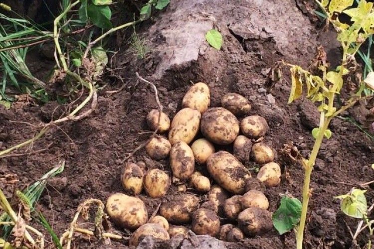 Наші аграрії знайшли «плюси» глобального потепління