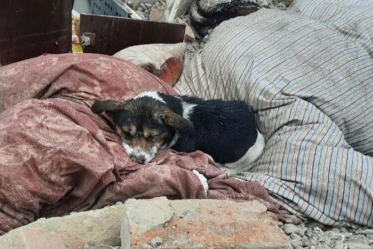 Господарі загинули: мережу облетіло фото, де пес спить на уламках будинку у Львівській області (Фото)