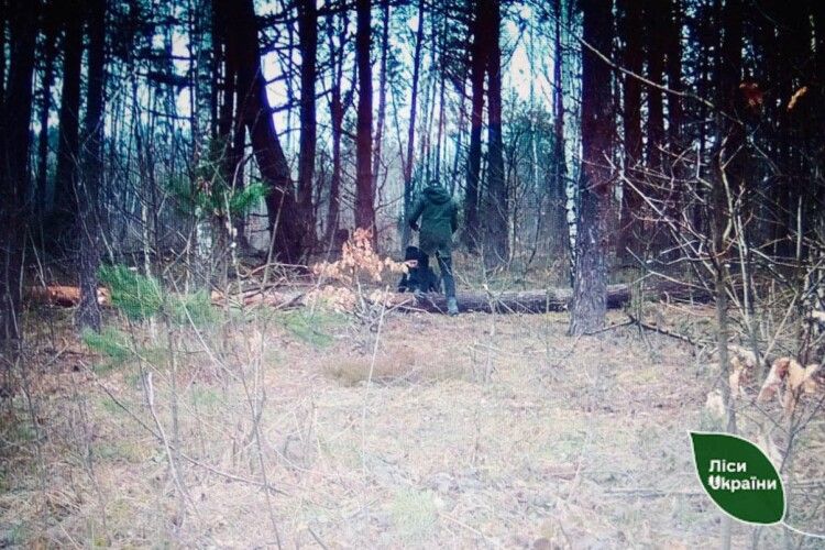 Фотопастки наловили крадіїв лісу на Камінь-Каширщині