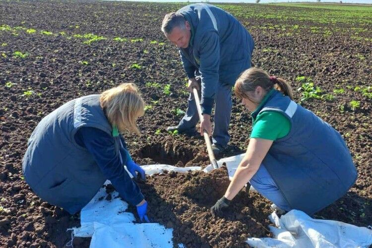 Яких шкідників виявили у ґрунті на Волині 